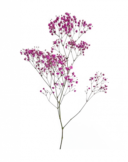 Comprar paniculata rosa en madrid con envío a domicilio en 24 horas