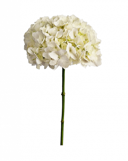 Comprar hortensia blanca con envío a domicilio en Madrid