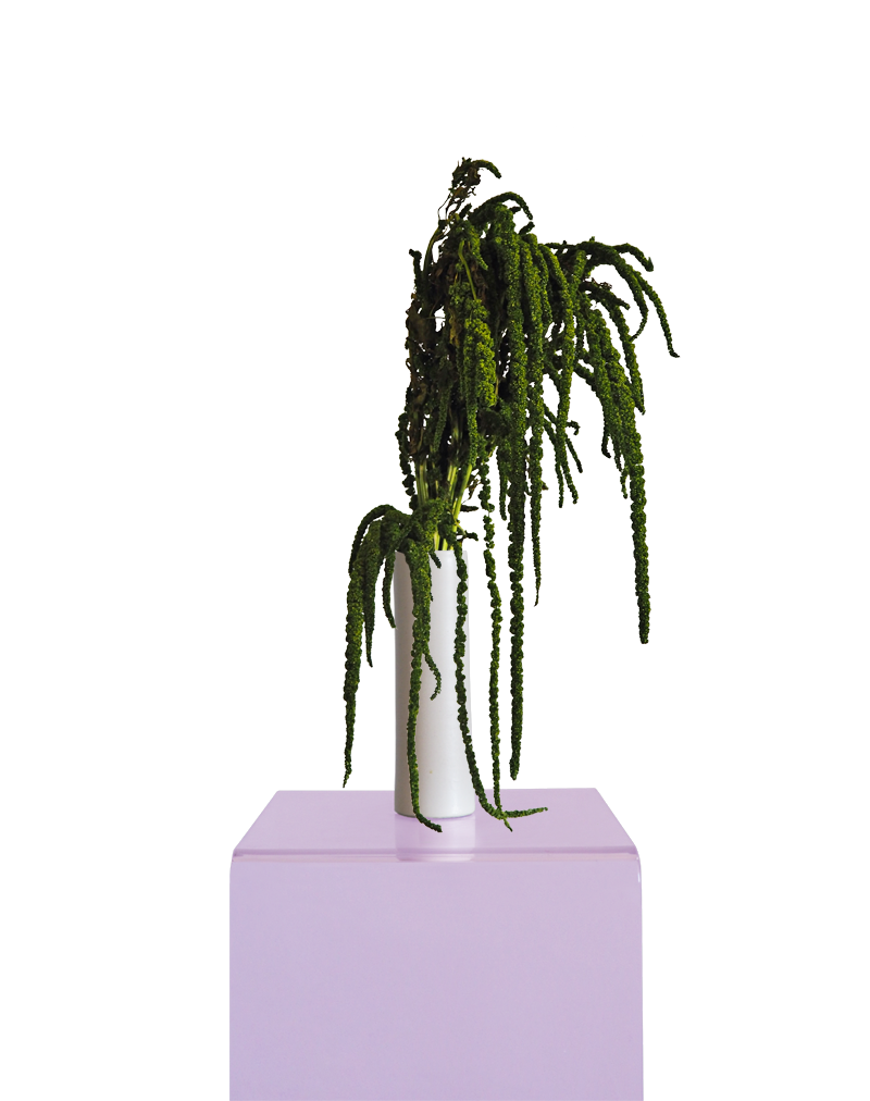 Amaranthus Verde preservado