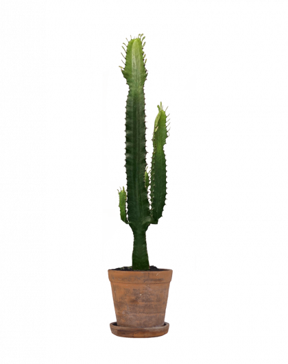 Comprar planta Euphorbia con envío a domicilio en Madrid capital