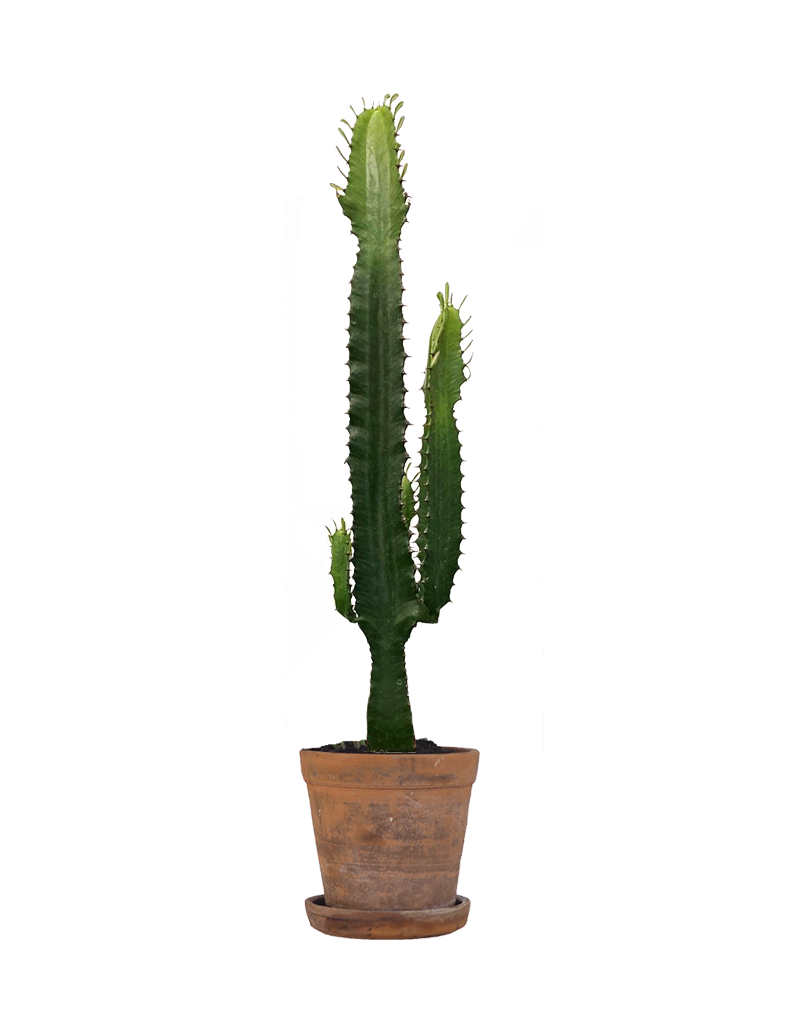 Comprar planta Euphorbia con envío a domicilio en Madrid capital