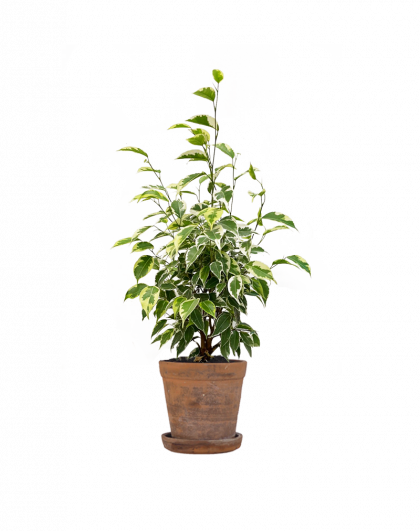 Comprar planta de ficus online en una floristería de Madrid
