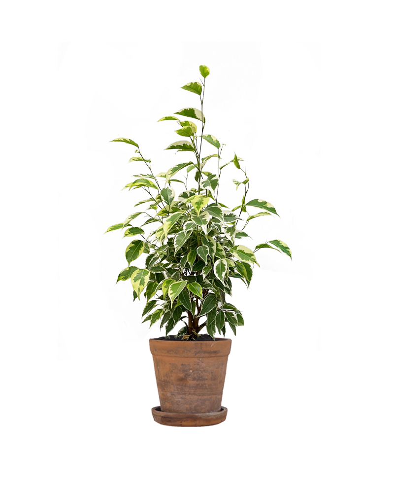 Comprar planta de ficus online en una floristería de Madrid